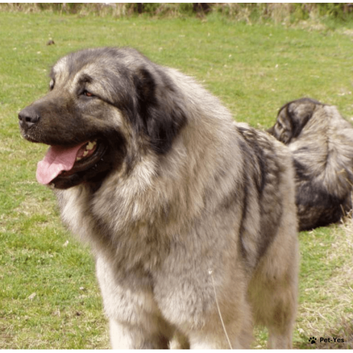 Найти Шарпланинская овчарка на Бирже домашних животных | Pet Yes