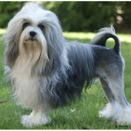 Малая львиная собака на Бирже домашних животных | Pet Yes