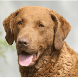 Выбрать Чесапик-бей-ретривер на Бирже домашних животных | Pet Yes