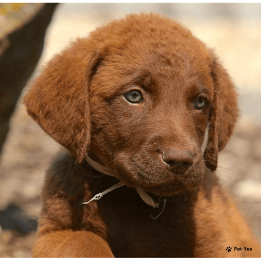Чесапик-бей-ретривер на Бирже домашних животных | Pet Yes