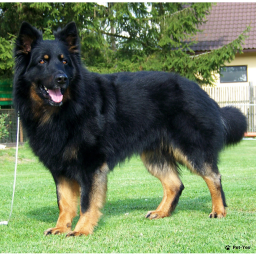 Найти Чешская пастушья собака на Бирже домашних животных | Pet Yes