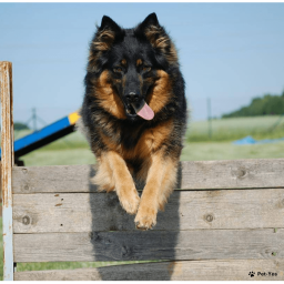 Выбрать Чешская пастушья собака на Бирже домашних животных | Pet Yes