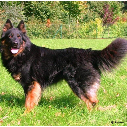 Купить Чешская пастушья собака на Бирже домашних животных | Pet Yes