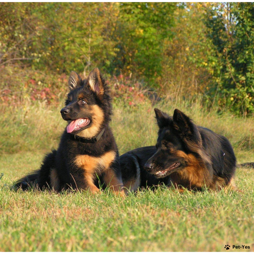 Фото Чешская пастушья собака на Бирже домашних животных | Pet Yes