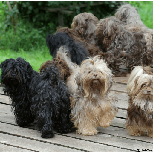 Выбрать Русская цветная болонка на Бирже домашних животных | Pet Yes