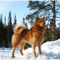 Найти Карело-финская лайка, финская лайка, финский шпиц на Бирже домашних животных | Pet Yes