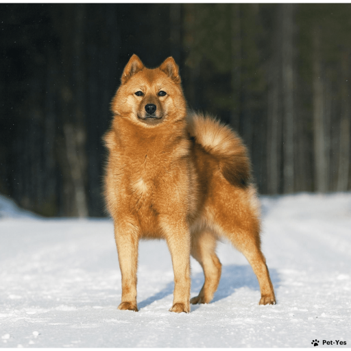 Купить Карело-финская лайка, финская лайка, финский шпиц на Бирже домашних животных | Pet Yes