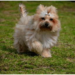 Фото Цветной йоркширский терьер на Бирже домашних животных | Pet Yes