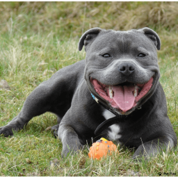 Найти Стаффордширский бультерьер на Бирже домашних животных | Pet Yes