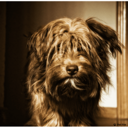 Тибетский терьер на Бирже домашних животных | Pet Yes