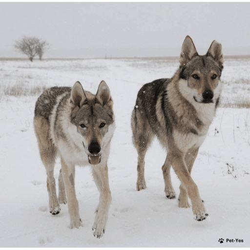 Купить Чехословацкая волчья собака на Бирже домашних животных | Pet Yes