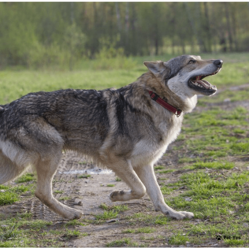 Чехословацкая волчья собака на Бирже домашних животных | Pet Yes