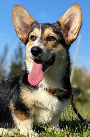 Bernstein Hund Zippi