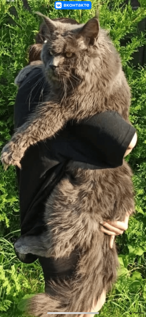 Племенной кот