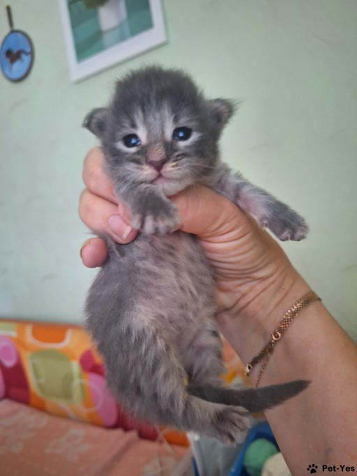 АЛИНА