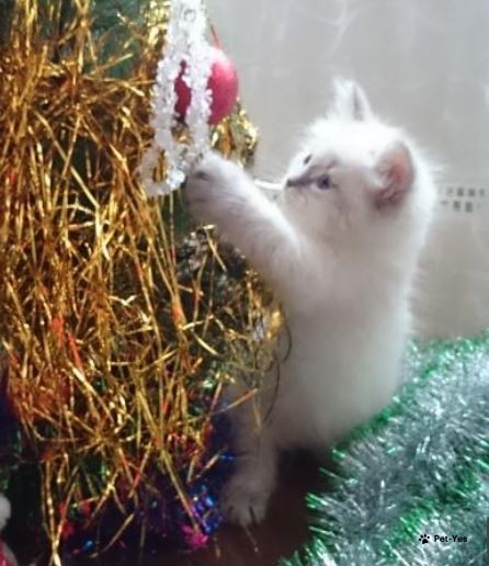 Готовимся к новому году!