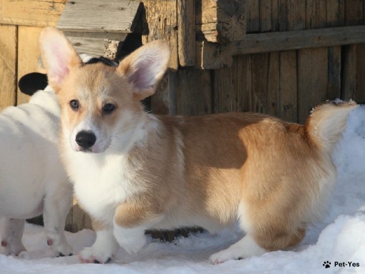 Изображение питомца