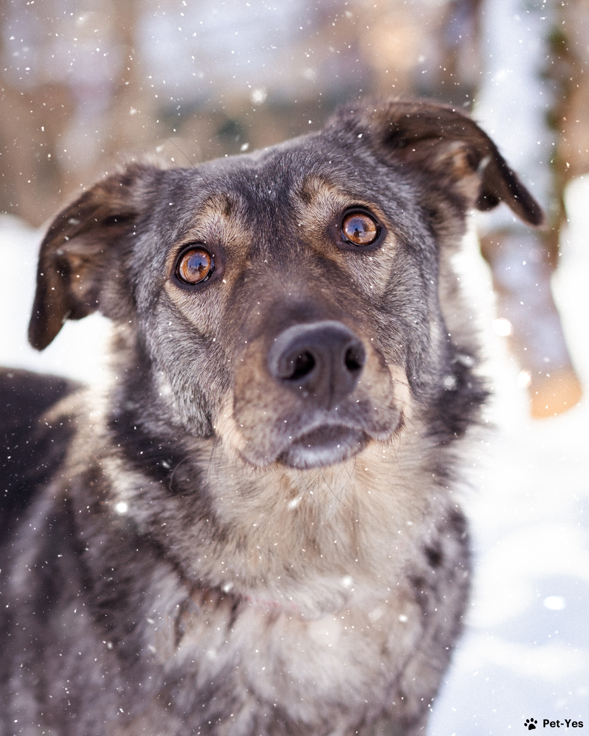 Щенок 7 лет, 1 месяц купить Химки | Pet-Yes