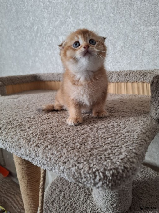 Изображение питомца