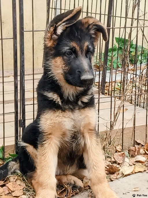 Изображение питомца