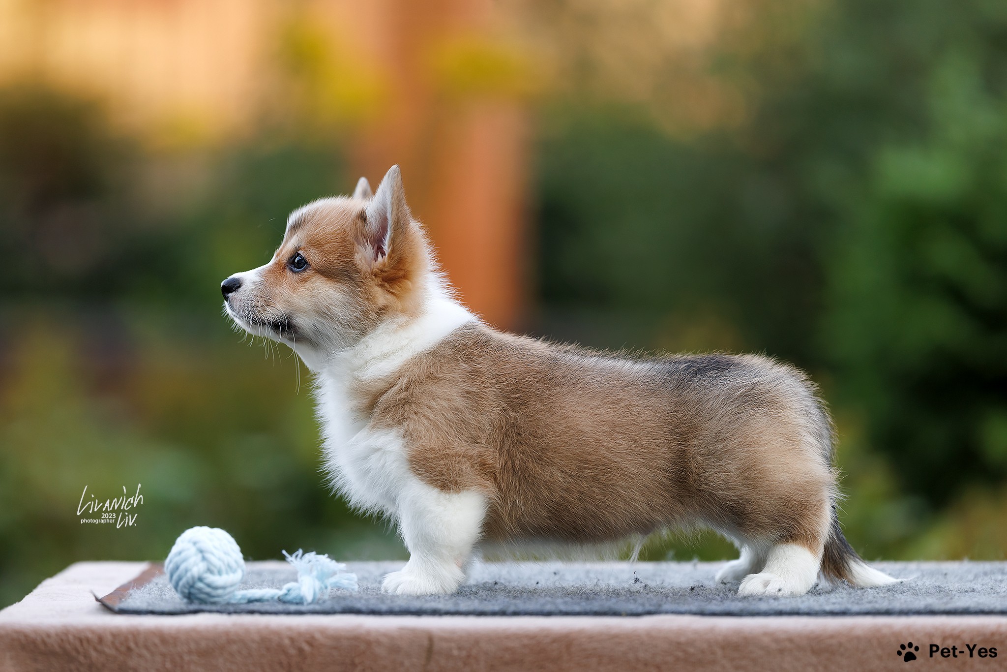 Щенок Вельш-корги-пемброк 1 год купить Москва | Pet-Yes