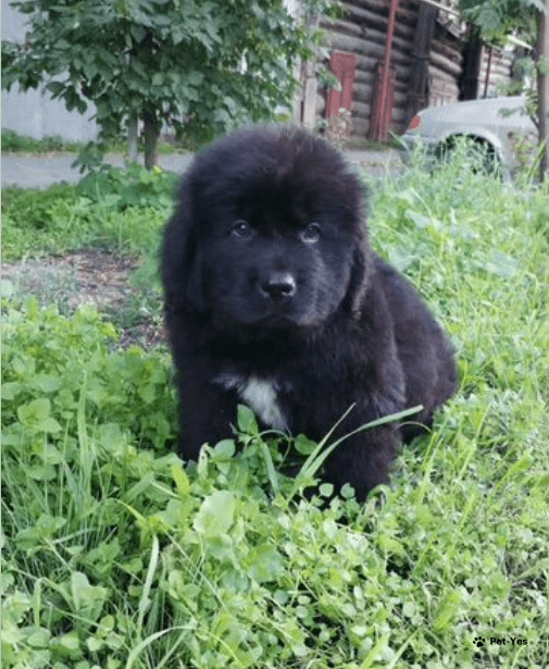 Купить Ньюфаундленд Щенки В Нижнем Новгороде