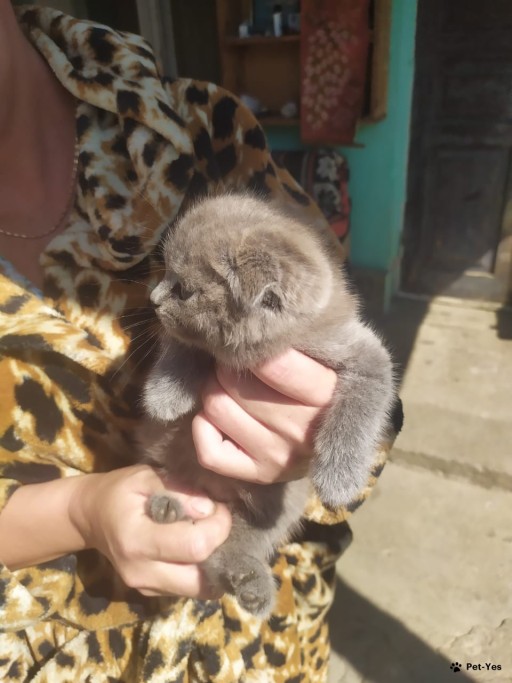 Изображение питомца