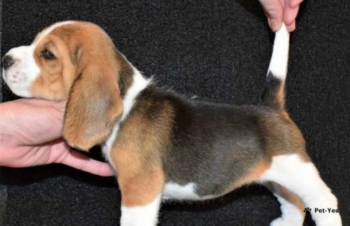 Изображение питомца