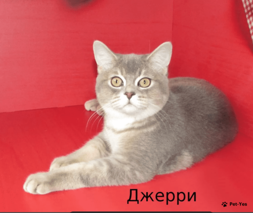 Изображение питомца