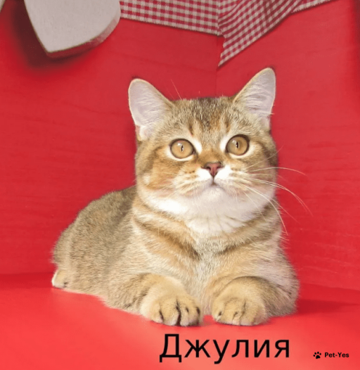 Изображение питомца