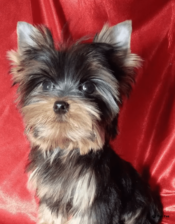 Terrier Filhote Yorkshire Toy Olx Filhotes Yorkshire Terrier