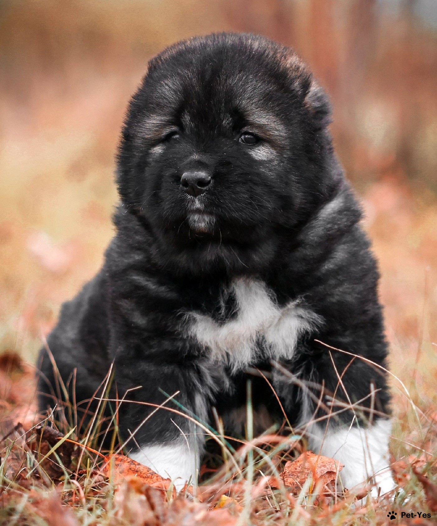 Щенок Кавказская овчарка 8 месяцев, 13 дней купить Вельск | Pet-Yes