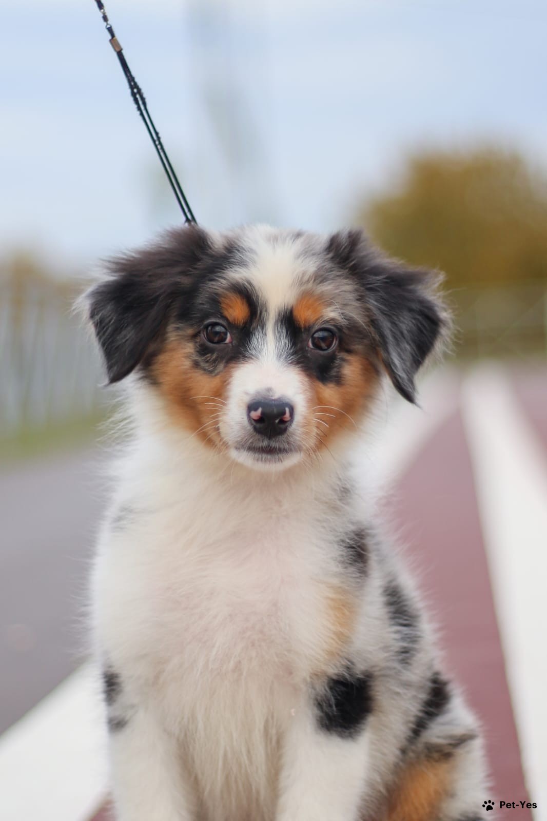 Щенок Австралийская овчарка, аусси 11 месяцев, 18 дней купить Москва |  Pet-Yes