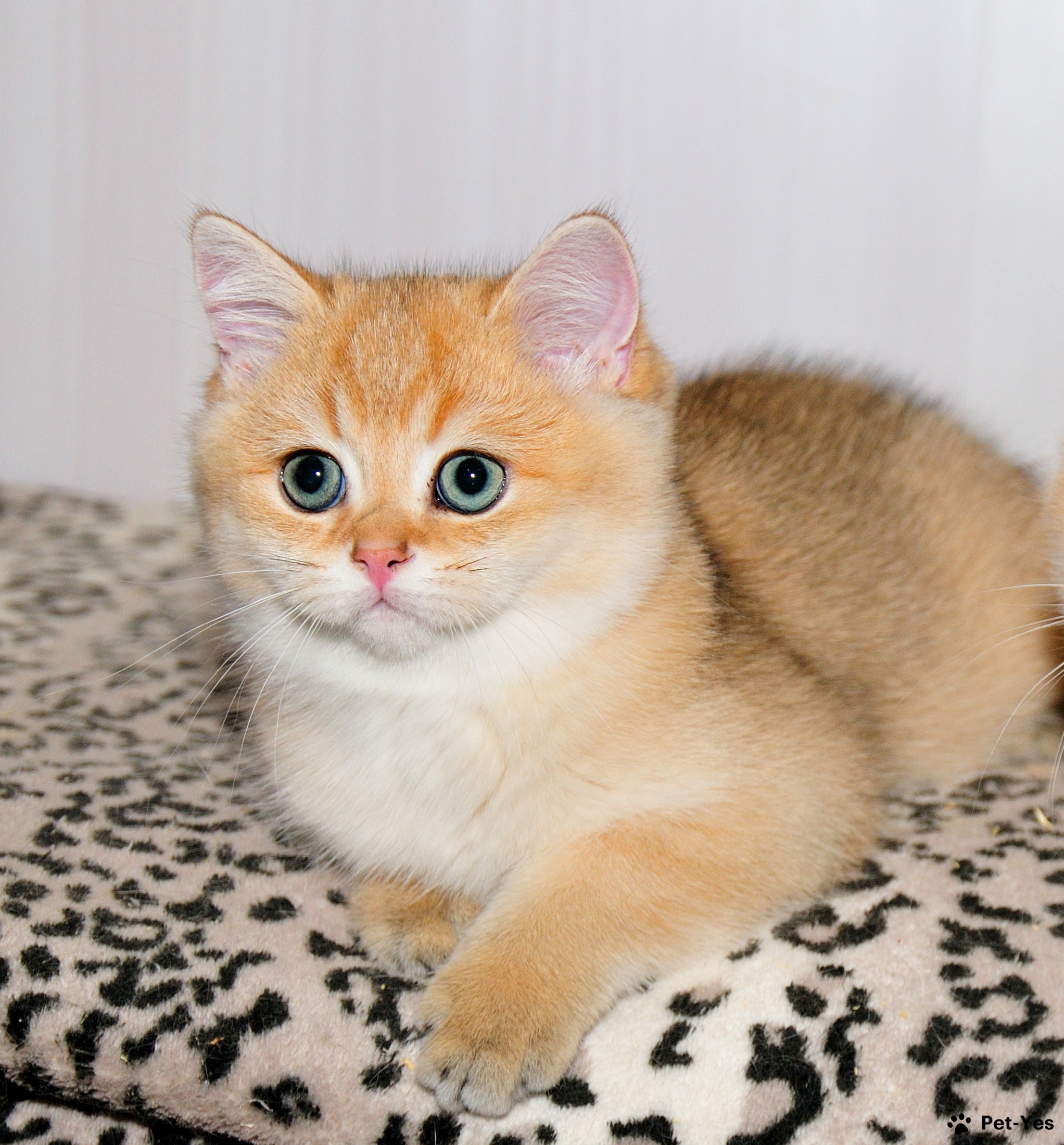 Кошка Британская короткошерстная 1 год, 9 месяцев купить Рыбинск | Pet-Yes