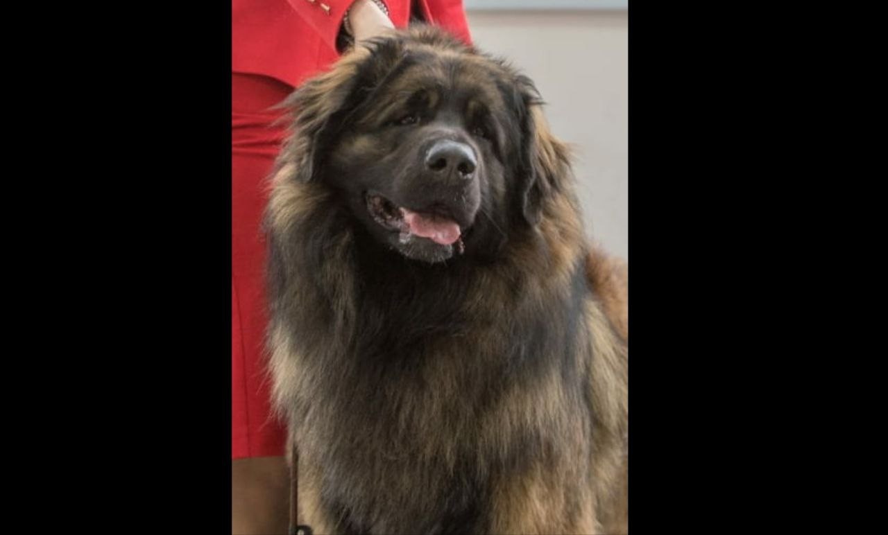 Леонбергер (Leonberger) - это большая, сильная и активная порода собак. Фото, описание и отзывы.