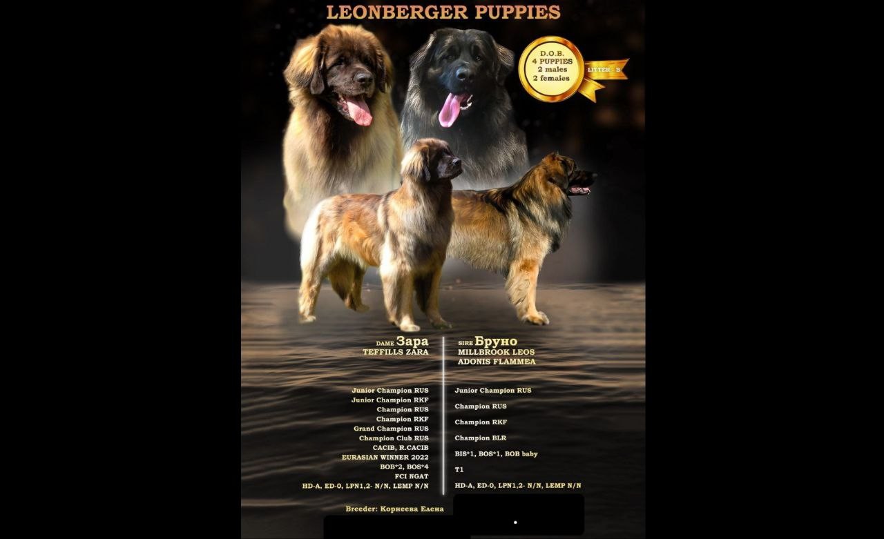 Lpn1 leonberger best sale