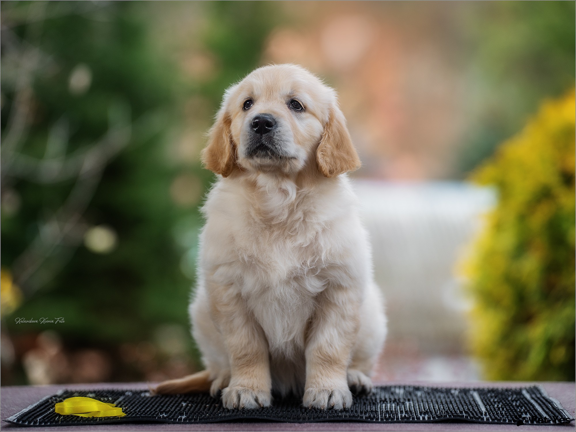 Щенок Золотистый ретривер 9 месяцев, 8 дней купить Тольятти | Pet-Yes