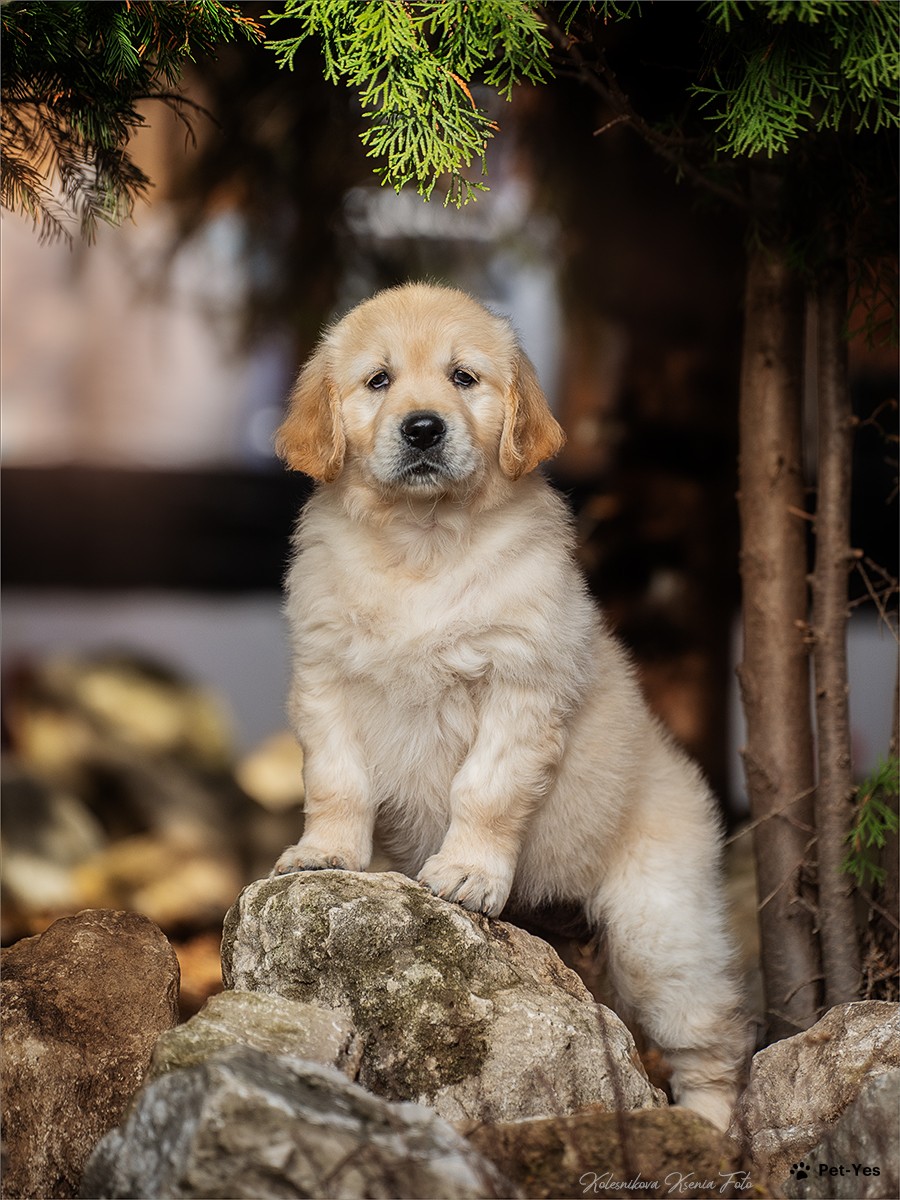 Щенок Золотистый ретривер 9 месяцев, 4 дня купить Тольятти | Pet-Yes