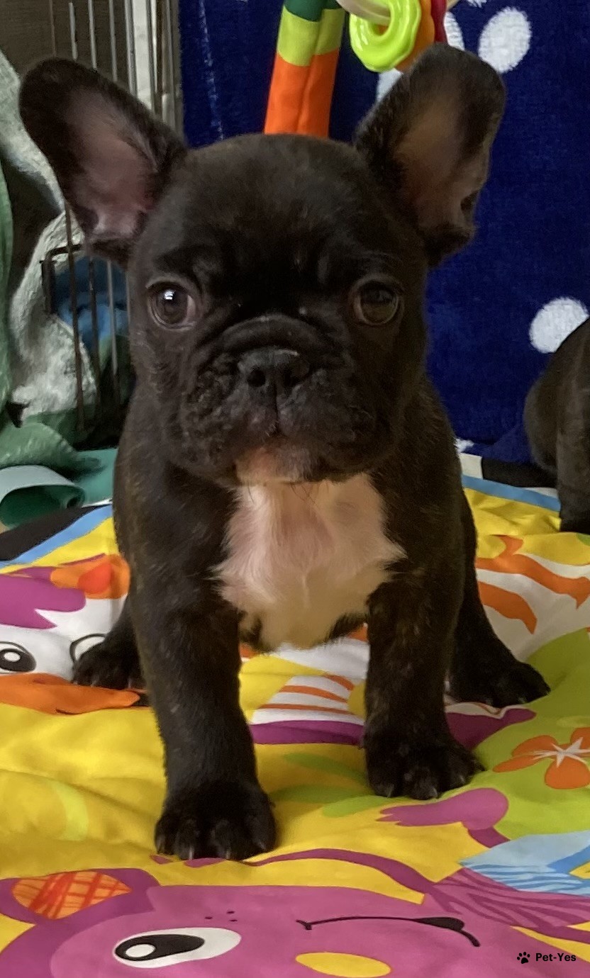 Французский бульдог за 10 тыс. Бульдог спб. Бульдог спб. Худой французский бульдог. Бульдог спб.