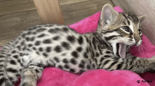 Изображение питомца