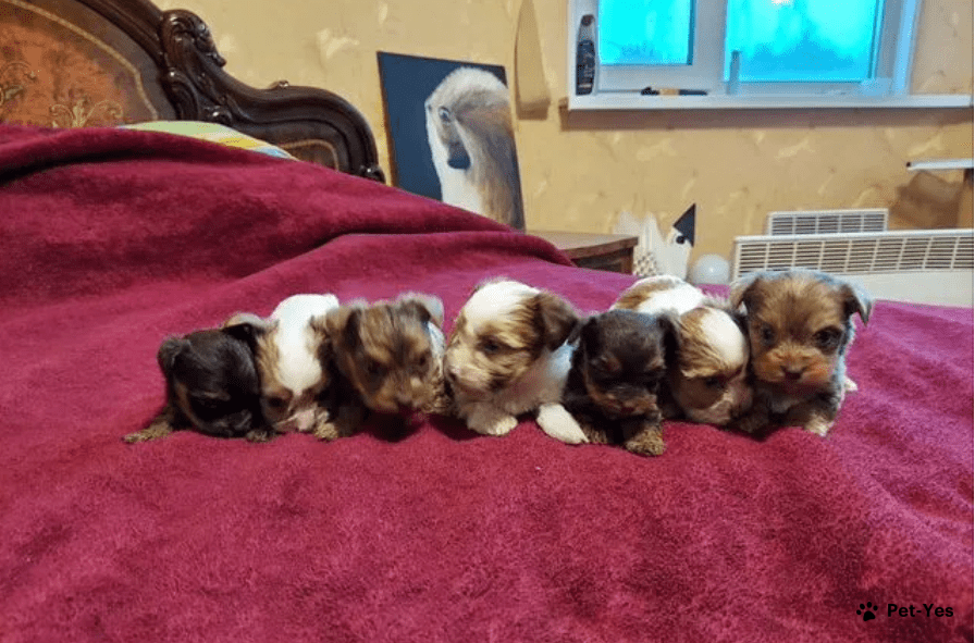 Возрастные особенности отдачи Щенков Йорка