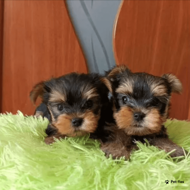 1. Социализация с раннего возраста