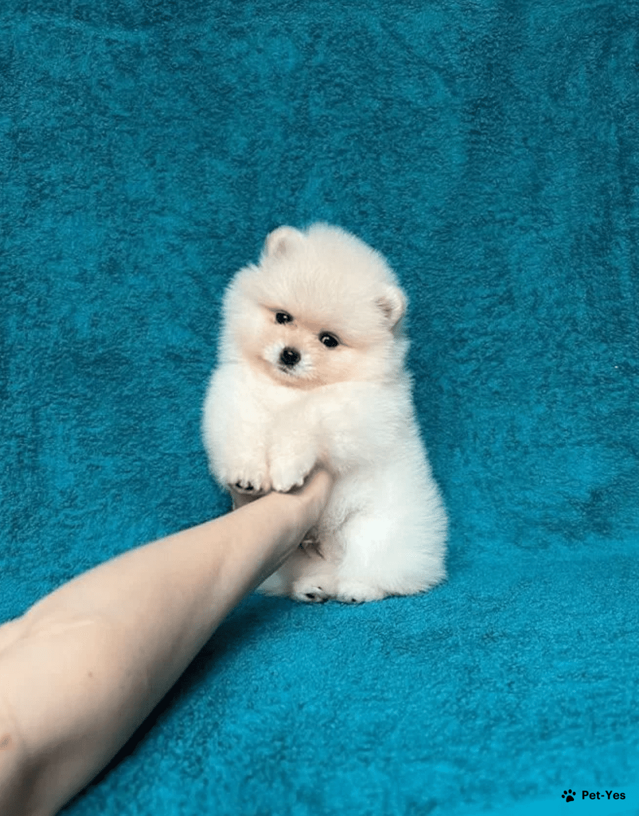 Виды померанских шпицев: характеристика и фото Виды померанских шпицев: характеристика и фото