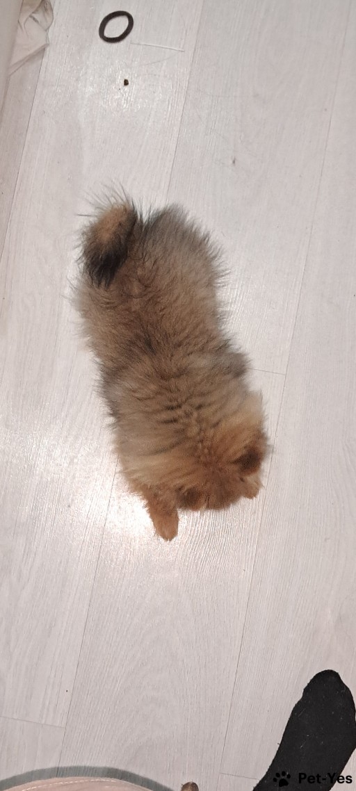 Изображение питомца