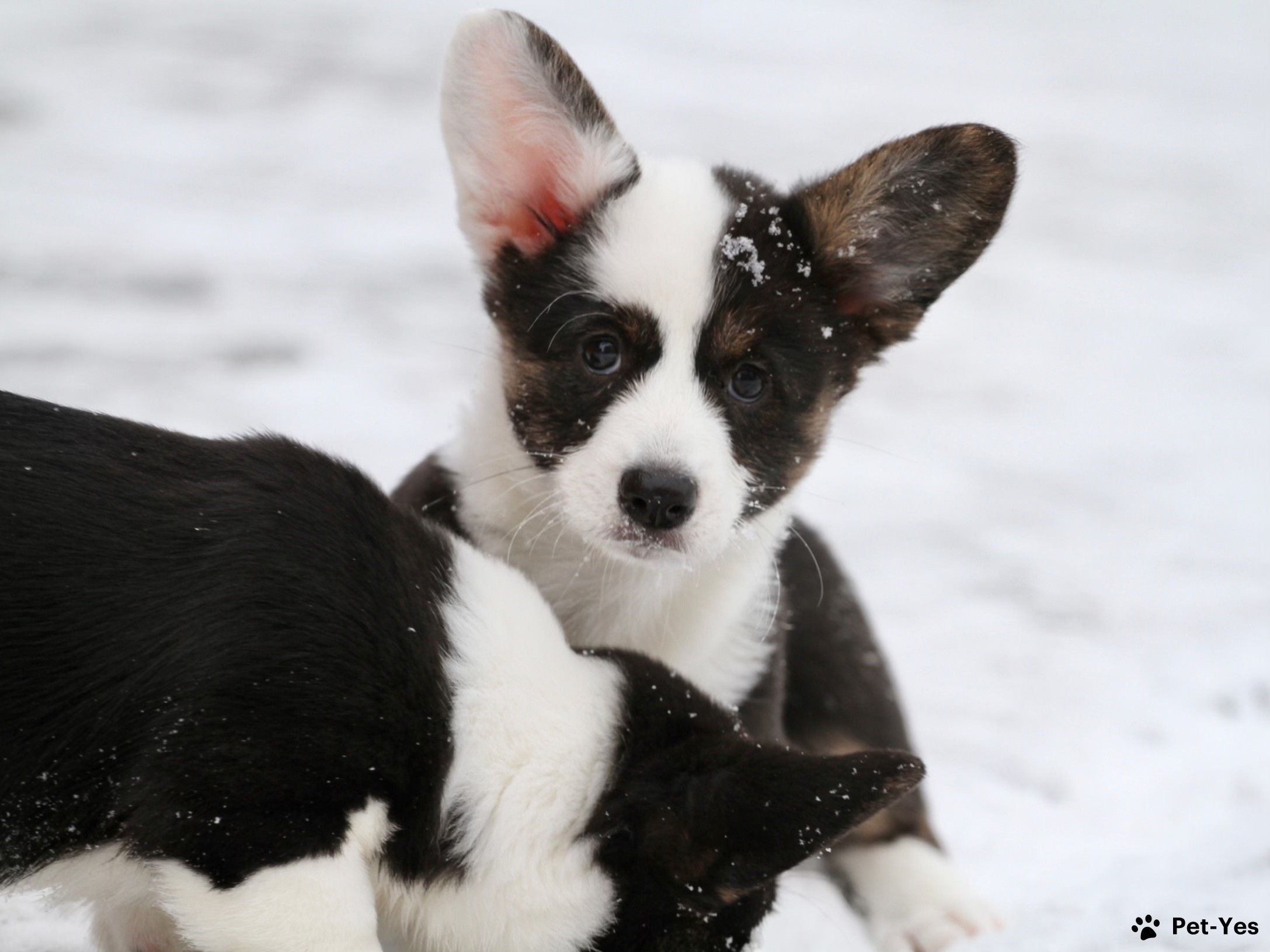 Щенок Вельш-корги-кардиган 8 месяцев, 21 день купить Москва | Pet-Yes