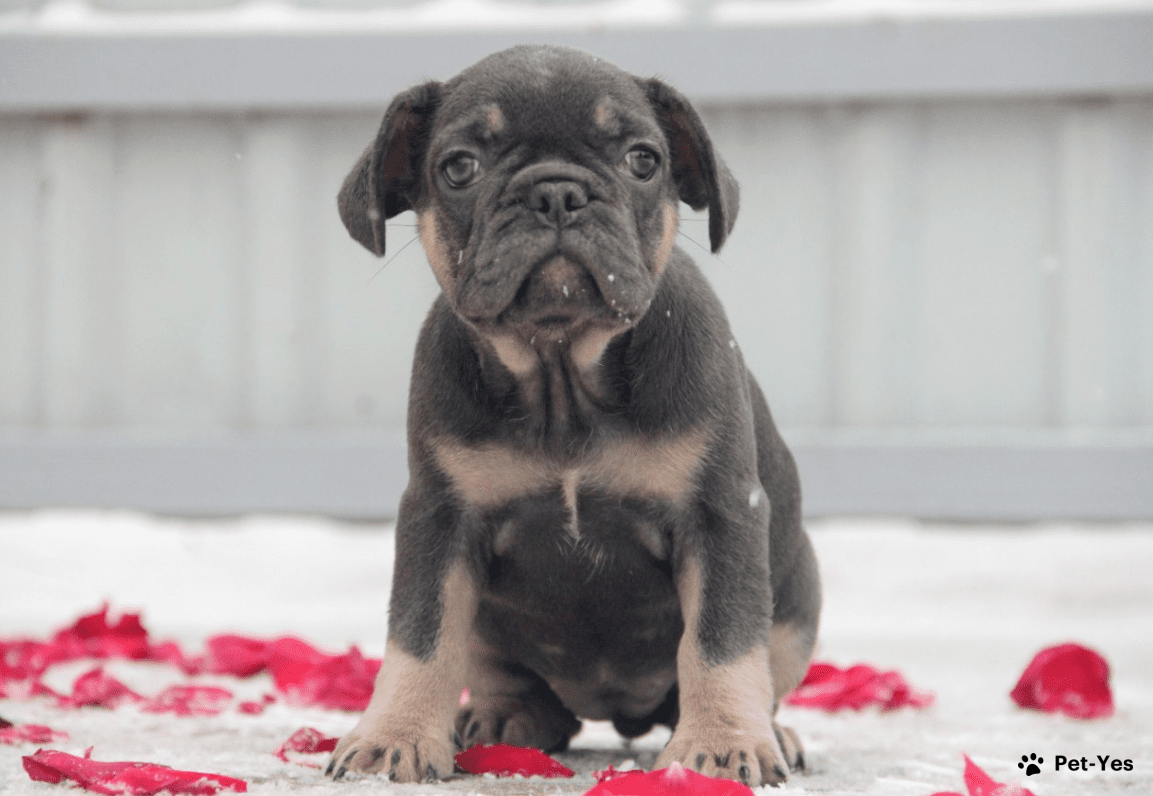 Щенок Французский бульдог 5 месяцев, 15 дней купить Нижний Новгород |  Pet-Yes