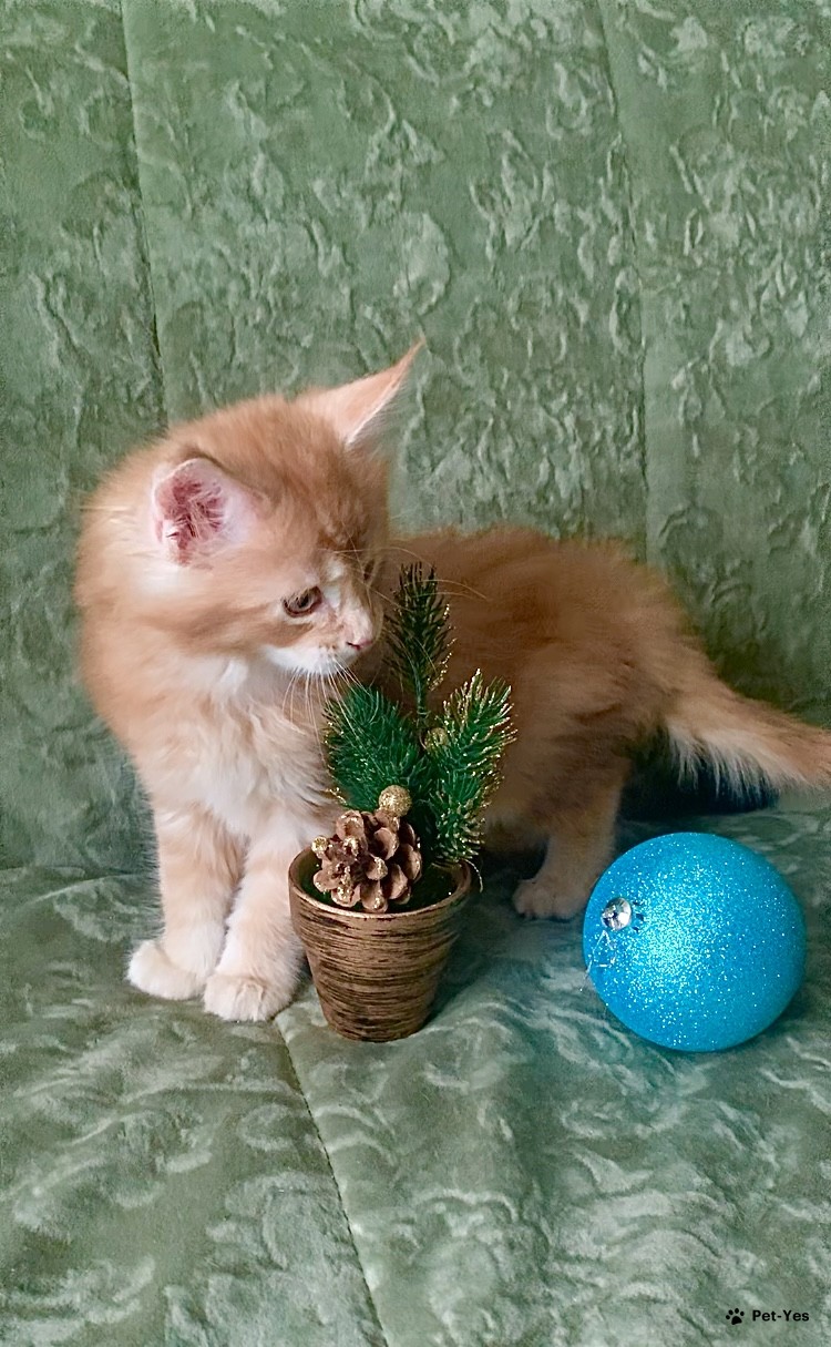 Кошка Мейн-кун 7 месяцев, 11 дней купить Коломна | Pet-Yes