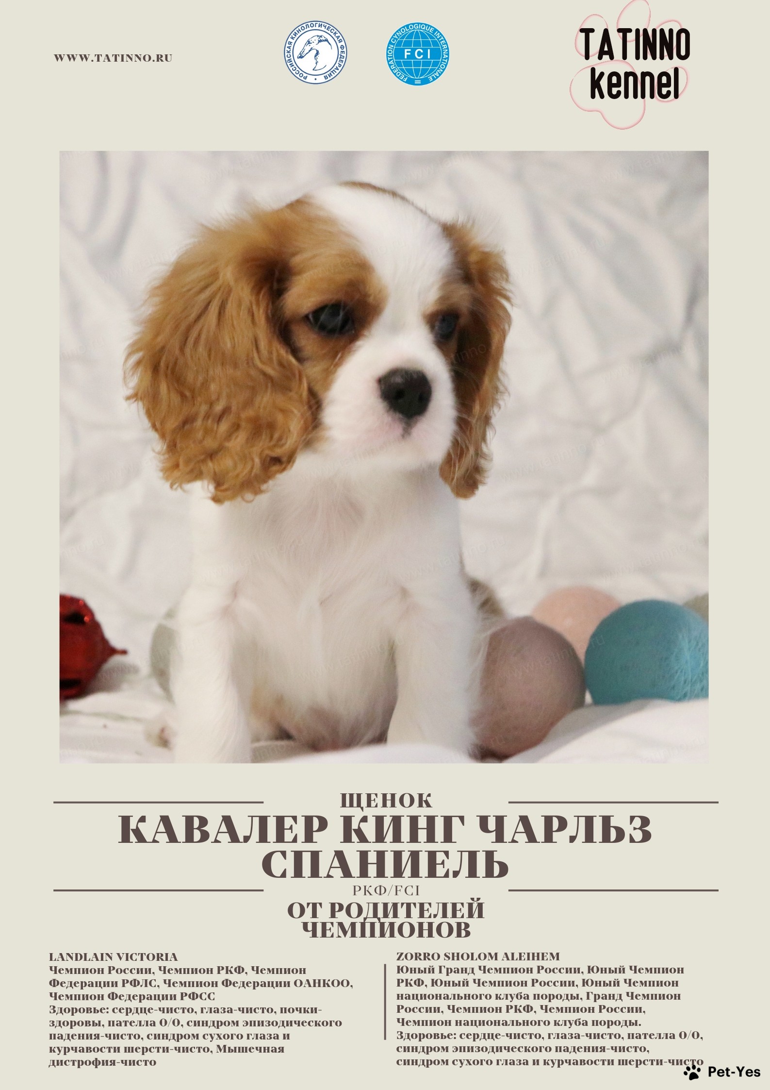 Щенок Кавалер-кинг-чарльз-спаниель 9 месяцев, 7 дней купить Москва | Pet-Yes