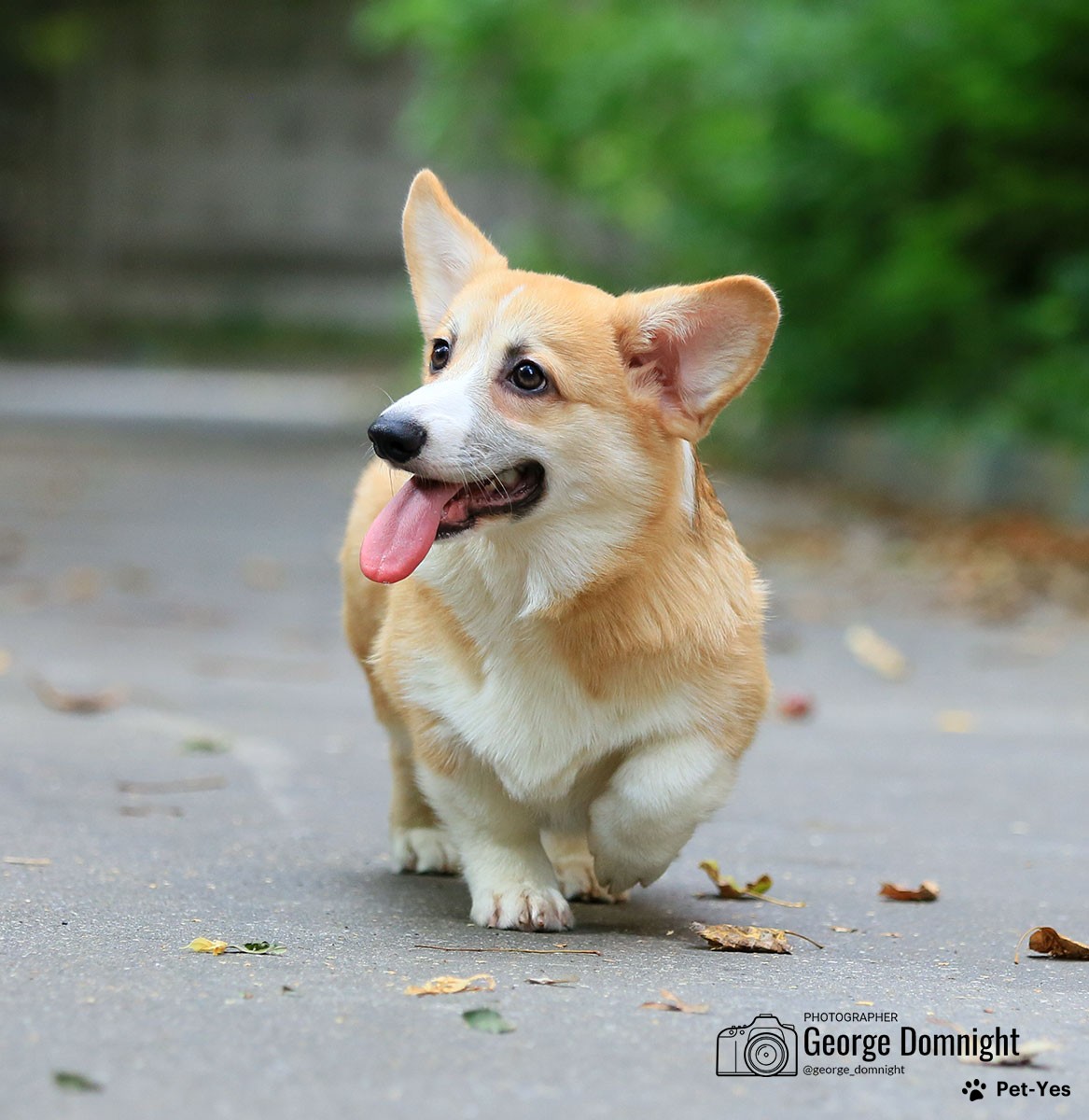 Щенок Вельш-корги-пемброк 11 месяцев, 22 дня купить Москва | Pet-Yes