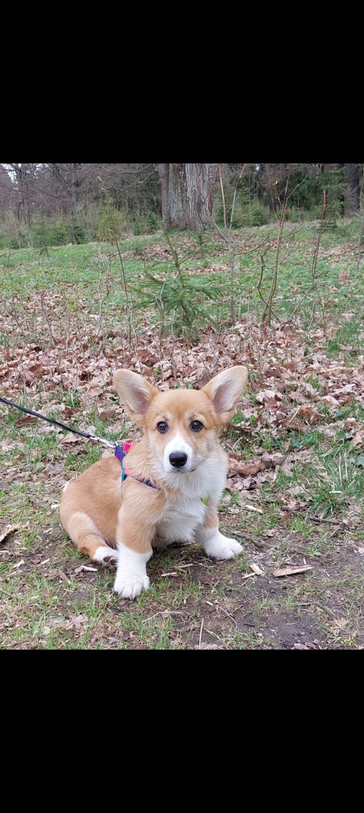 Изображение питомца